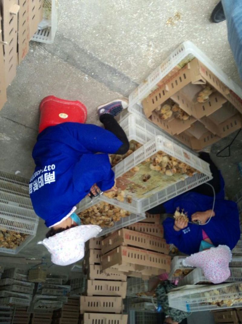 土鸡苗1斤以下
