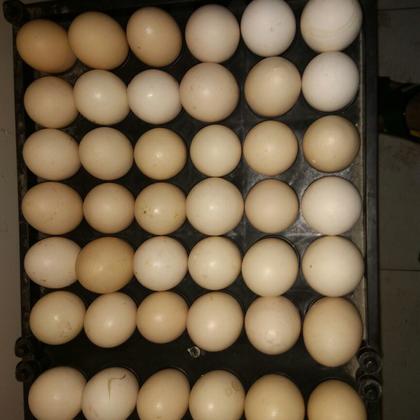 四川成都沙西国际农副产品批发市场普通鸡蛋 