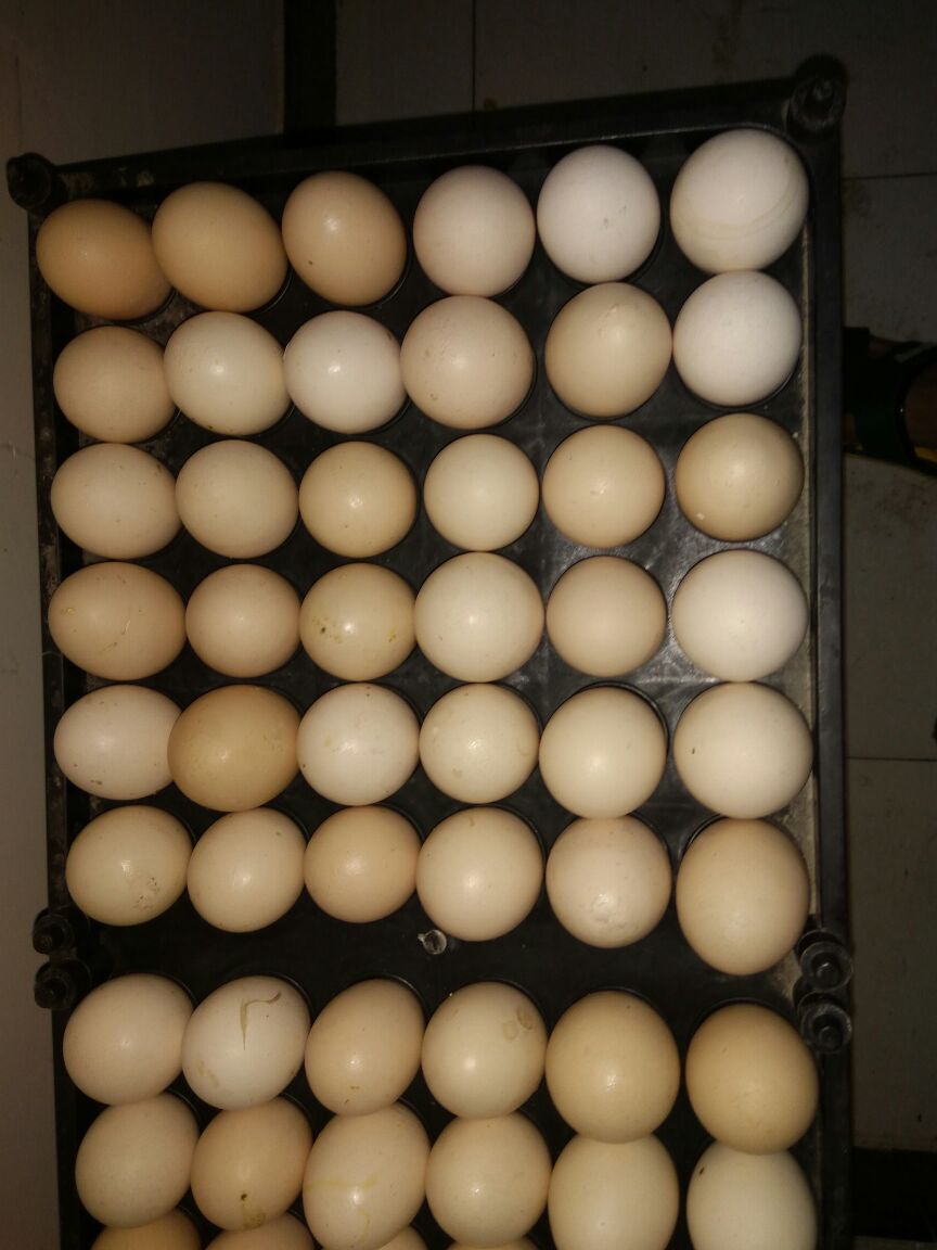 四川成都沙西国际农副产品批发市场普通鸡蛋 