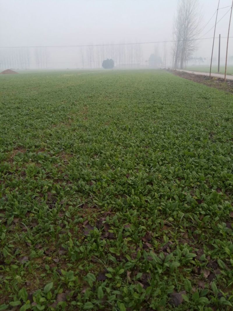 越冬菠菜20~25厘米