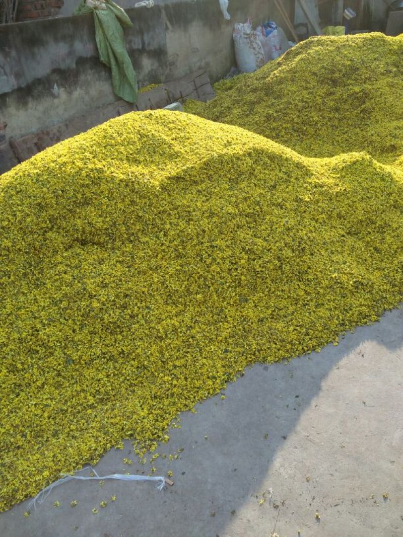 野菊花颗粒