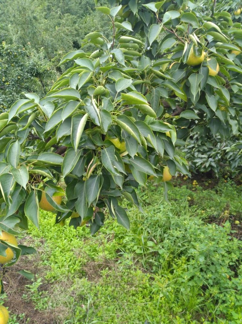南果梨600g以上纸箱