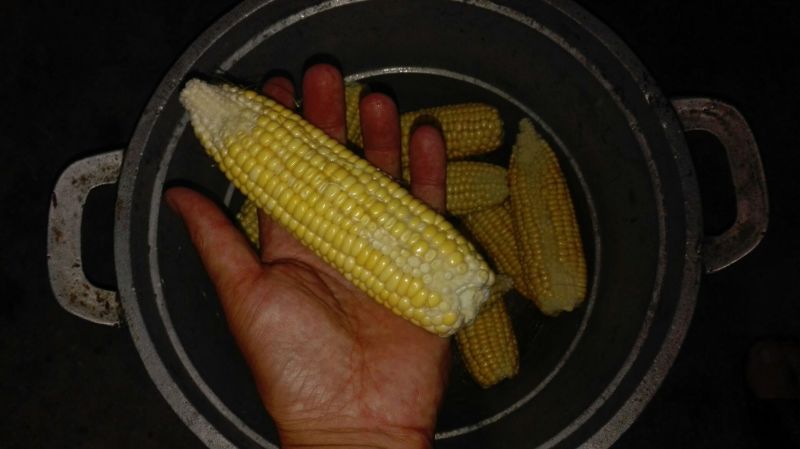 鲜玉米20~30%