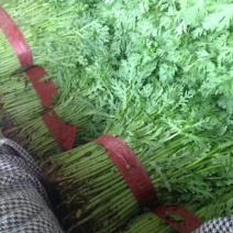 【精品】河北永年区茼蒿产地直发质量保证欢迎选购