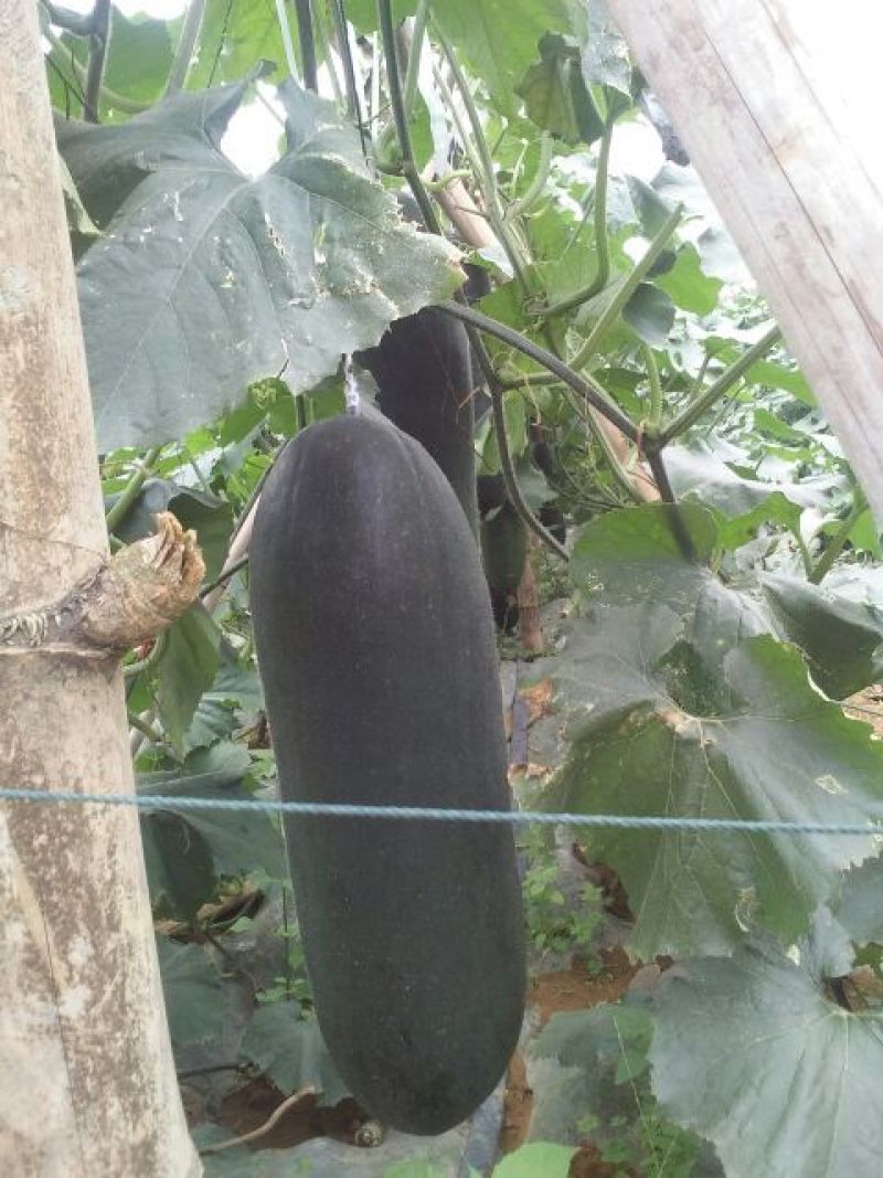 黑皮冬瓜