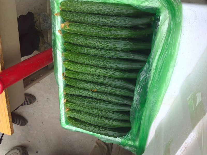 密刺黄瓜干花带刺25公分以上