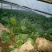 越冬菠菜20~25厘米