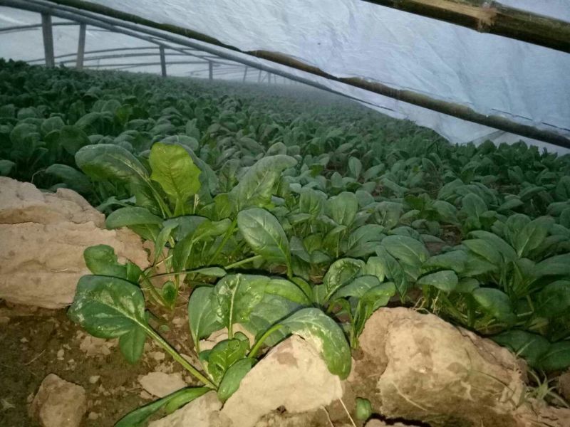 越冬菠菜20~25厘米