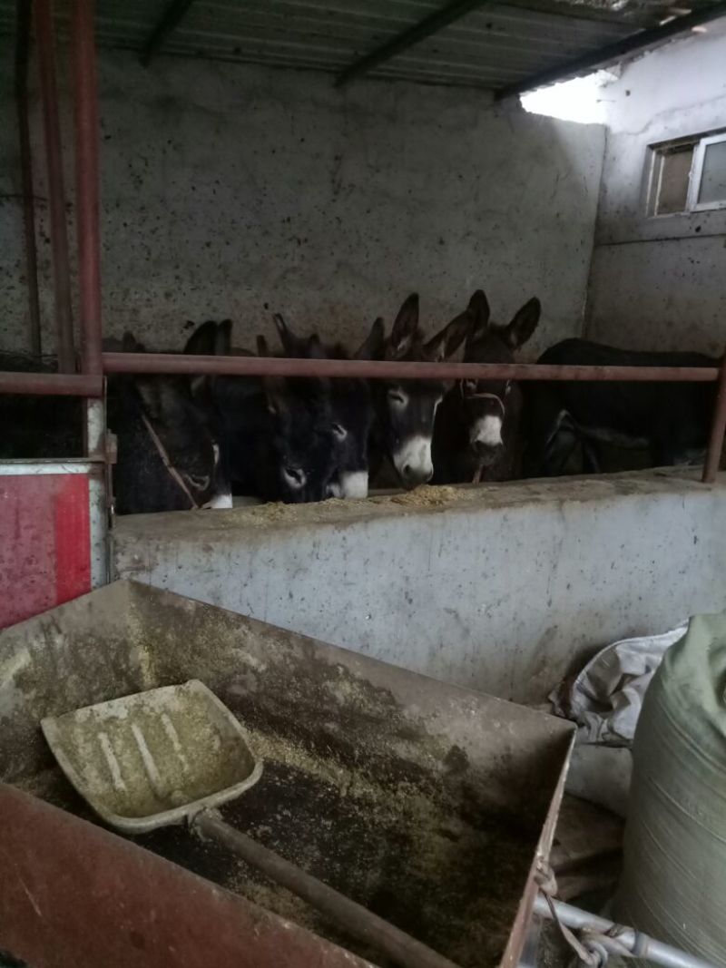 驴肉鲜货