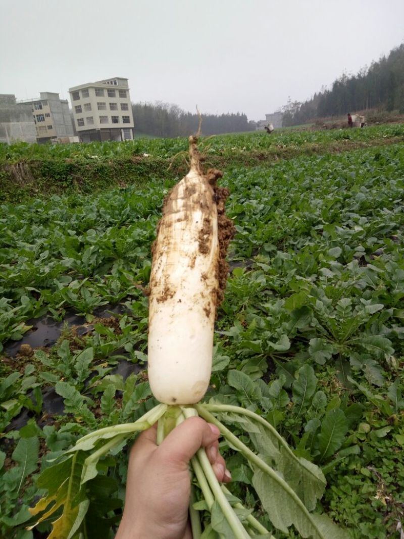 白萝卜1.5~2斤起