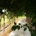 菊花茶