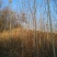黄山栾树6~8cm8~10cm3.5~4米