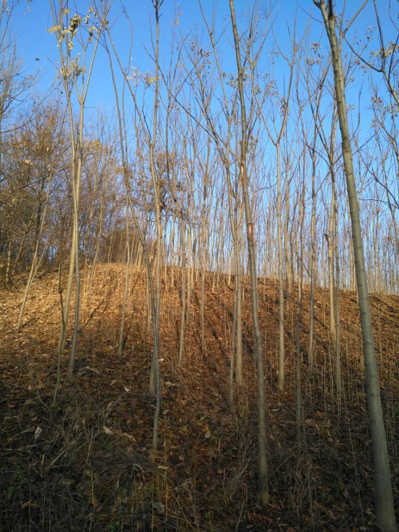 黄山栾树6~8cm8~10cm3.5~4米
