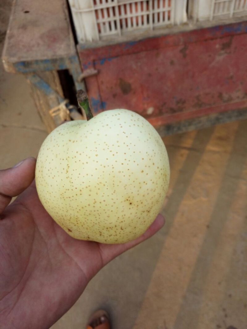 黄金梨250~300g纸袋