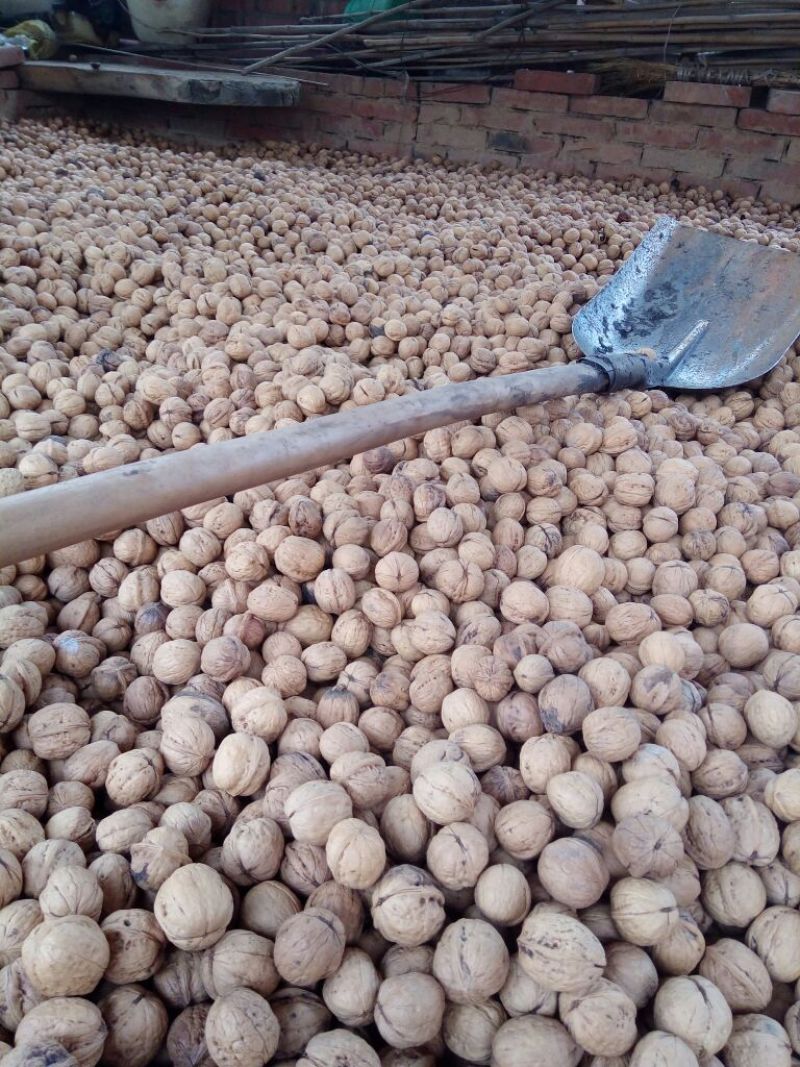 绵核桃去皮干