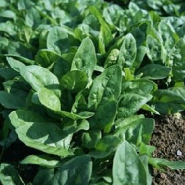 大叶菠菜15~20厘米
