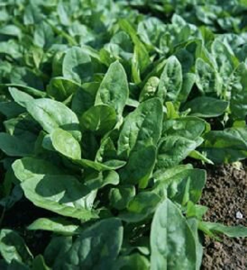 大叶菠菜15~20厘米