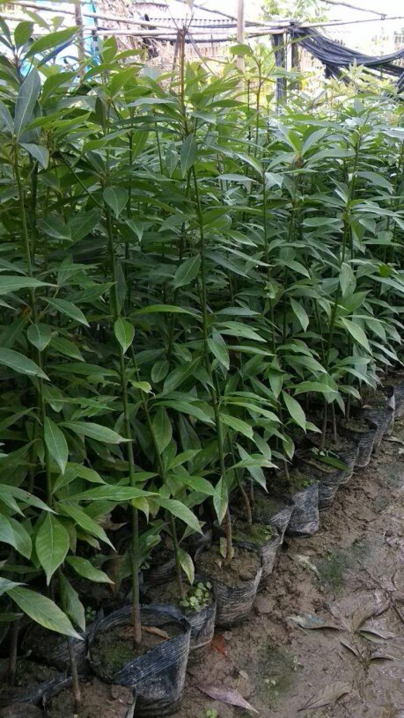 金丝楠木苗小叶桢楠苗出金丝率99%的优质木材