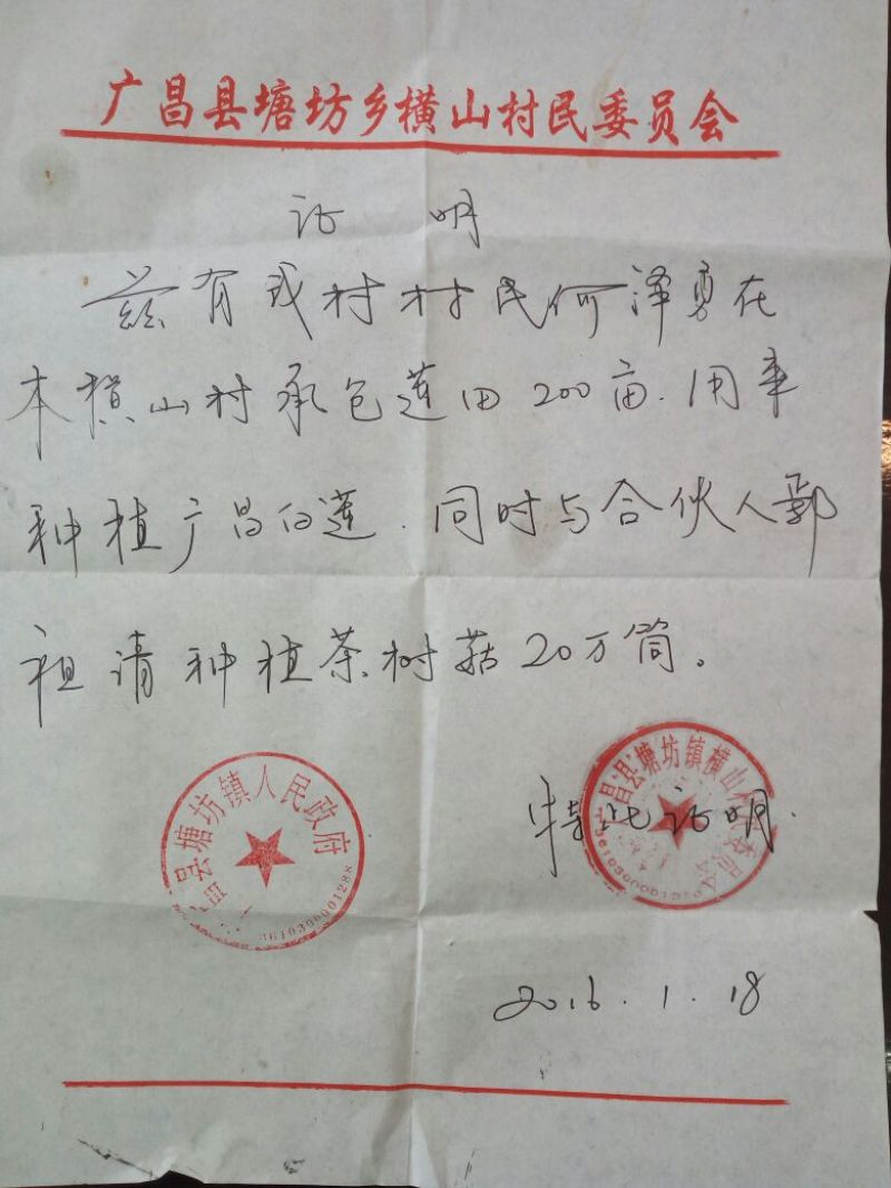 莲子广昌手工特级通芯白莲