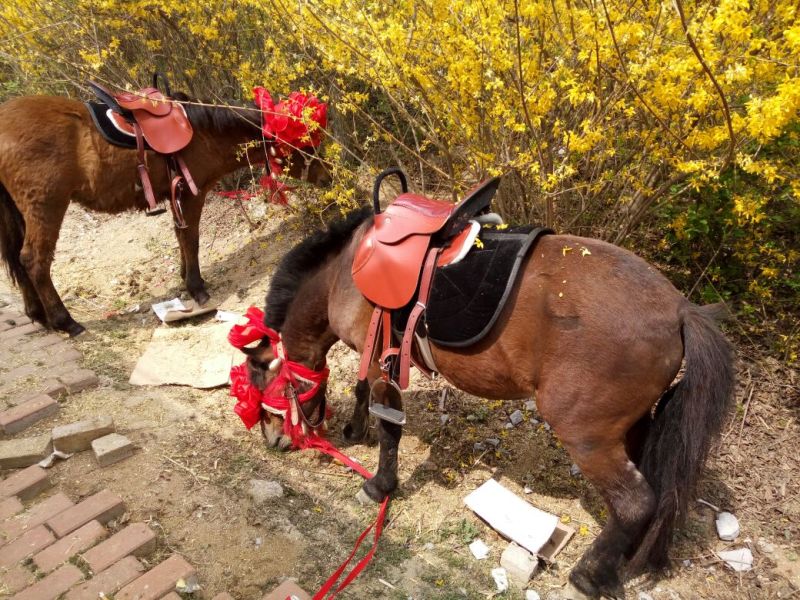 矮马300~400kg