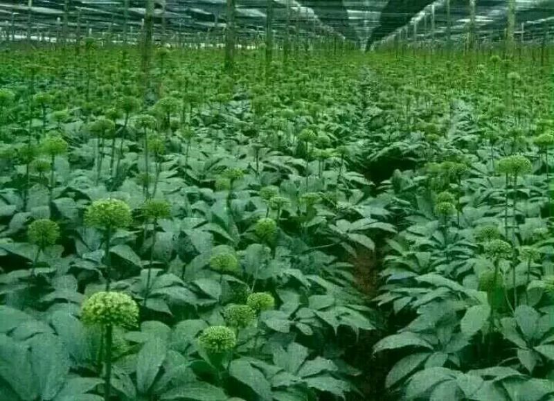 三七花带柄