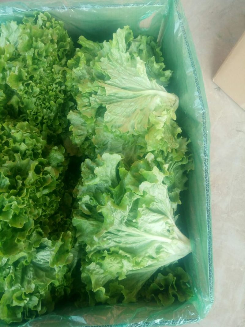 庞瑞亭蔬菜购销公司长年大量供应精品生菜，意大利
