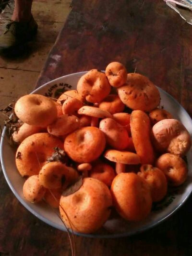 松树菌特级