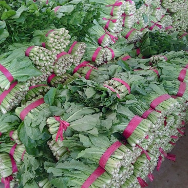 我处小白菜量大从优，欢迎骚扰