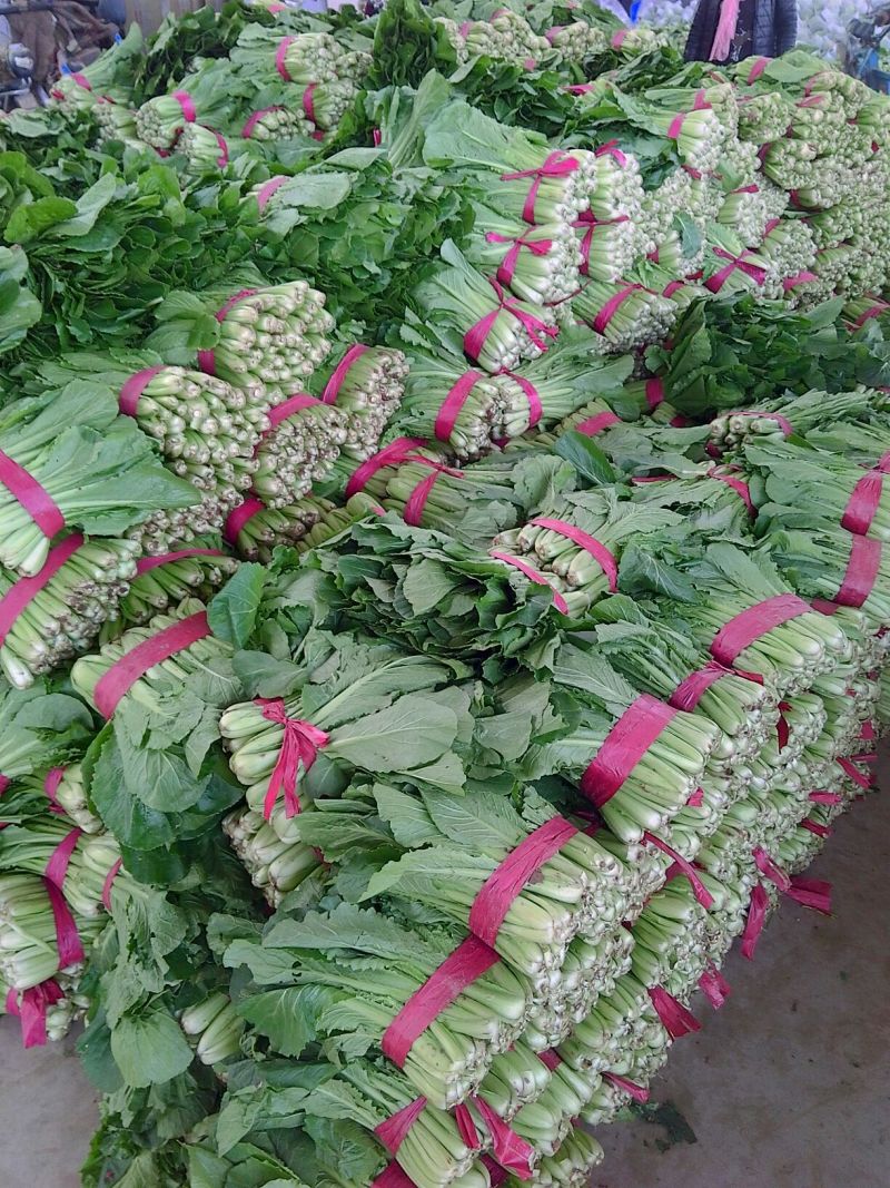 我处小白菜量大从优，欢迎骚扰