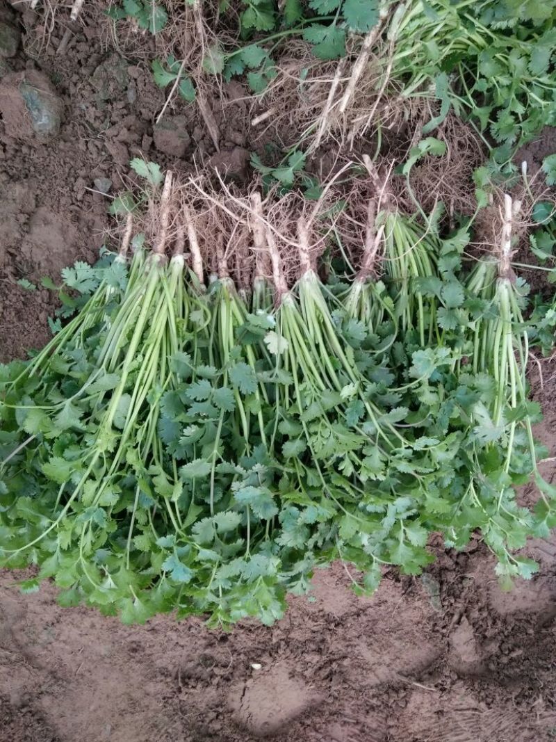 小叶香菜25~30厘米以上
