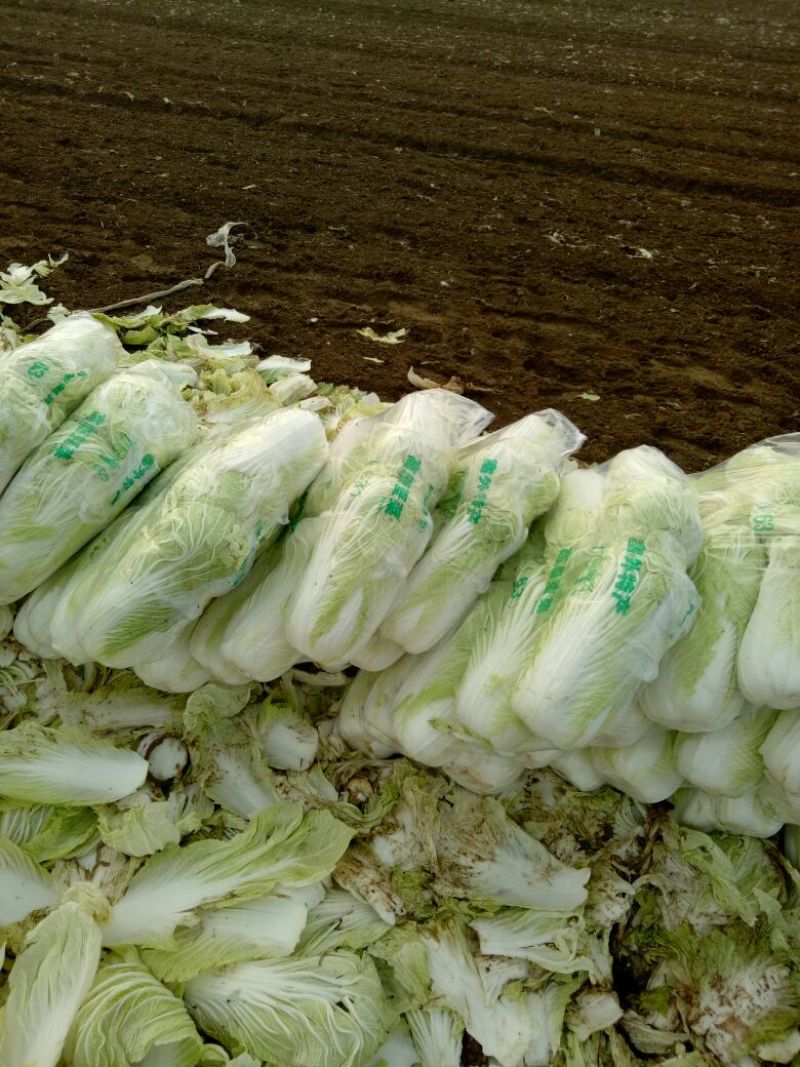 精品产地直供，大白菜4斤以上大量供应