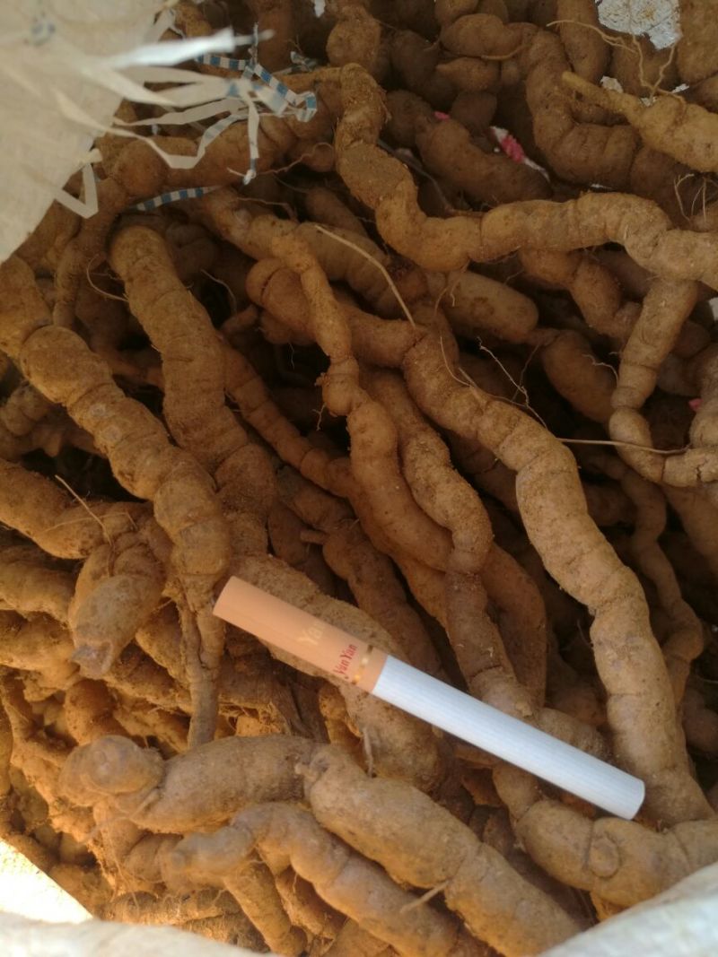 巴戟天一级，可统可选