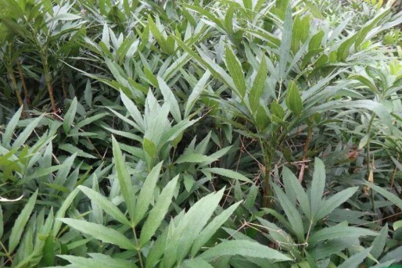十大功劳狭叶十大功劳山黄莲20一50公分