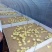 鹅苗250g以下
