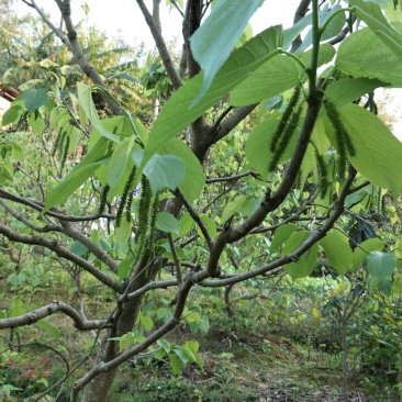果桑苗