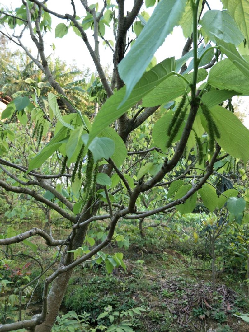 果桑苗