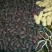 黑花生干货带壳