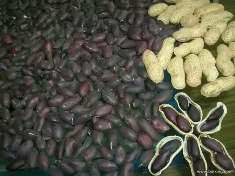 黑花生干货带壳