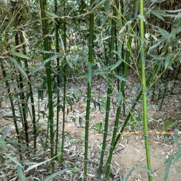 淡竹3~4m