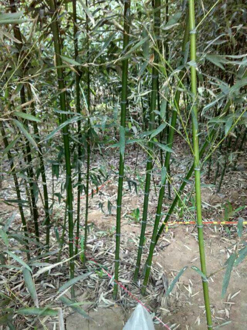 淡竹3~4m