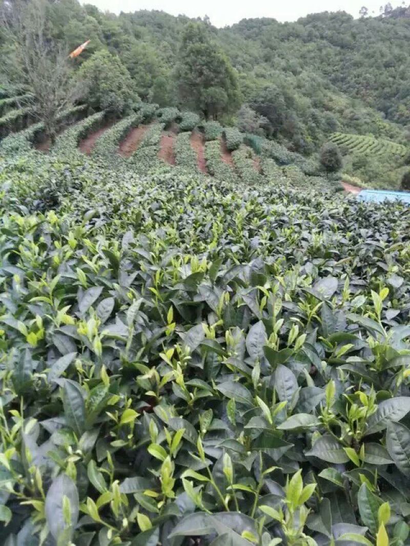 月光白