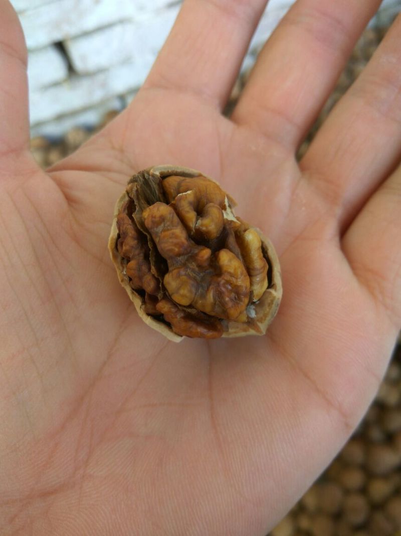 薄皮核桃30mm以上去皮