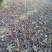 当年核桃原生苗2cm以下4cm以下0.5~1米