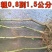柠檬苗香水柠檬苗无籽青柠檬苗基地直发欢迎选购