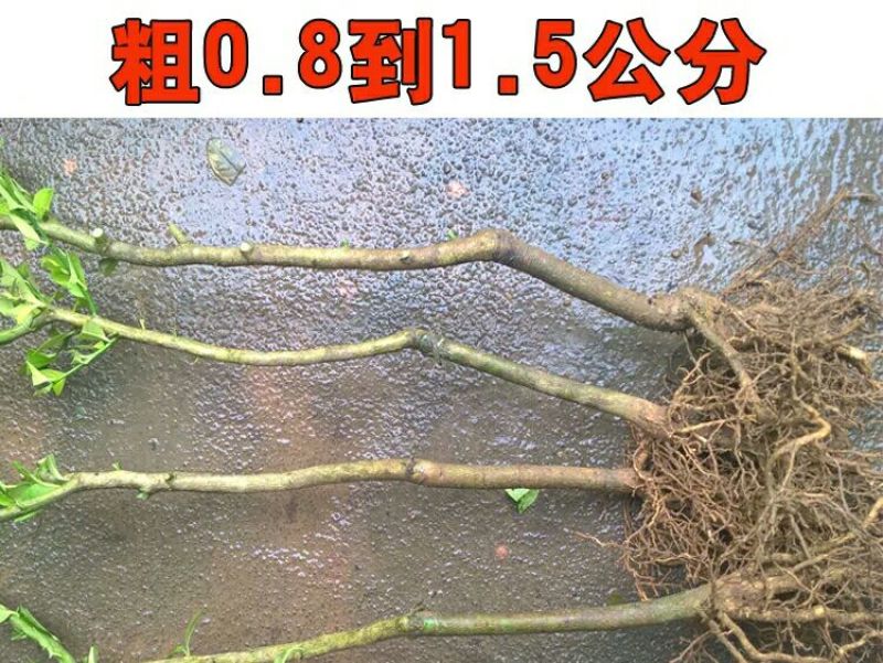 柠檬苗香水柠檬苗无籽青柠檬苗基地直发欢迎选购