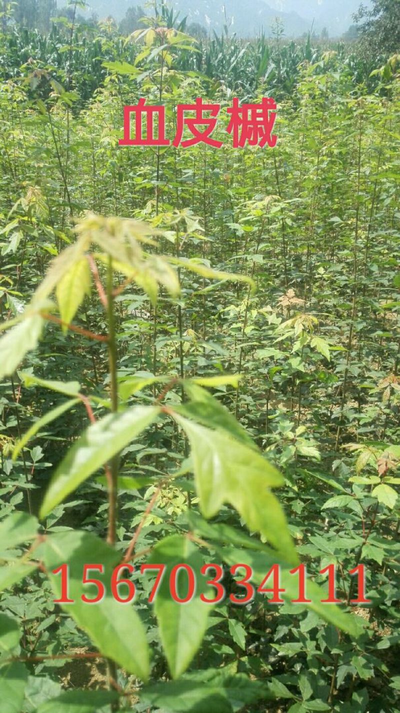 血皮槭/中华血皮槭小苗/嵩县彩叶花木主力繁育推广