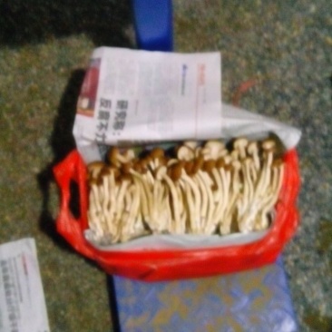 茶树菇