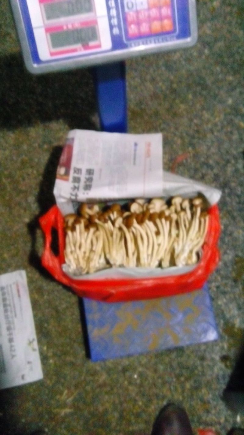 茶树菇