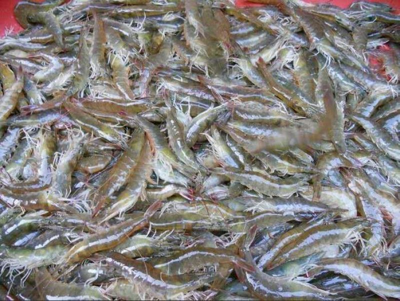 青虾食用16~20只/kg