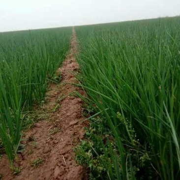 葱苗质量好诚信经营，刚葱苗，长白葱苗，品质保正